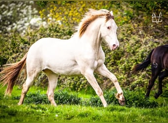 PRE Mix, Merrie, 5 Jaar, 165 cm, Cremello