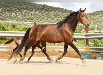 PRE, Merrie, 5 Jaar, 165 cm, Falbe