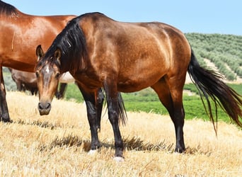 PRE, Merrie, 5 Jaar, 165 cm, Falbe