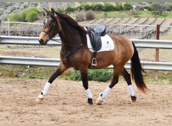 PRE, Merrie, 5 Jaar, 165 cm, Falbe