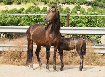 PRE, Merrie, 5 Jaar, 165 cm, Falbe