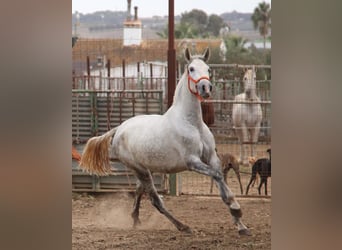 PRE, Merrie, 5 Jaar, 165 cm, Schimmel