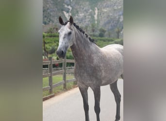 PRE, Merrie, 5 Jaar, 165 cm, Schimmel