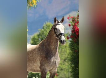 PRE, Merrie, 5 Jaar, 165 cm, Schimmel