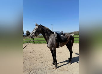 PRE Mix, Merrie, 5 Jaar, 165 cm, Schimmel