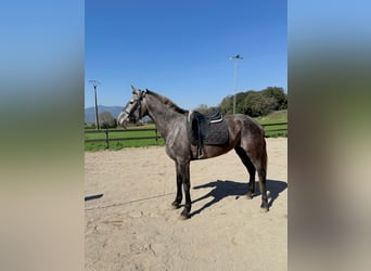PRE Mix, Merrie, 5 Jaar, 165 cm, Schimmel