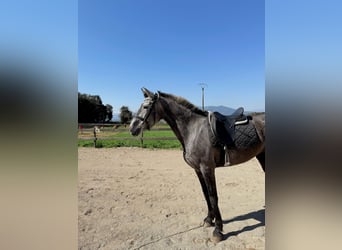 PRE Mix, Merrie, 5 Jaar, 165 cm, Schimmel