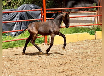 PRE, Merrie, 5 Jaar, 165 cm, Zwart