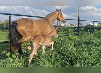 PRE Mix, Merrie, 5 Jaar, 166 cm, Falbe