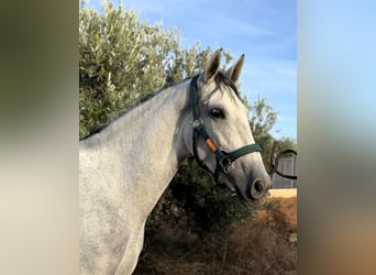 PRE Mix, Merrie, 5 Jaar, 166 cm, Schimmel