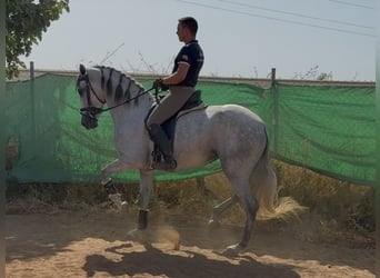 PRE Mix, Merrie, 5 Jaar, 166 cm, Schimmel
