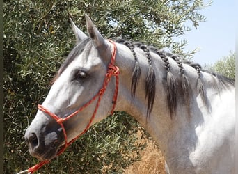 PRE Mix, Merrie, 5 Jaar, 166 cm, Schimmel