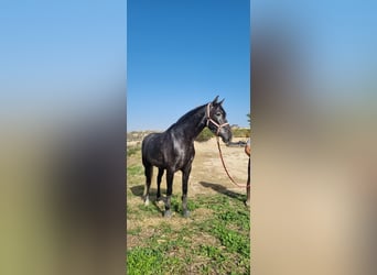 PRE, Merrie, 5 Jaar, 166 cm, Schimmel