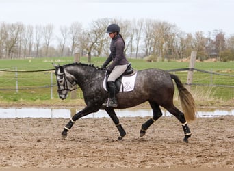 PRE Mix, Merrie, 5 Jaar, 167 cm, Schimmel