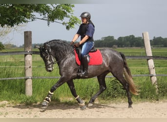 PRE, Merrie, 5 Jaar, 167 cm, Schimmel