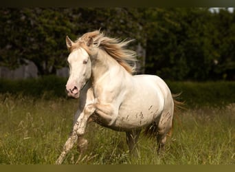 PRE Mix, Merrie, 5 Jaar, 168 cm, Perlino