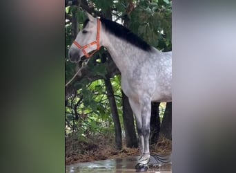 PRE Mix, Merrie, 5 Jaar, 168 cm