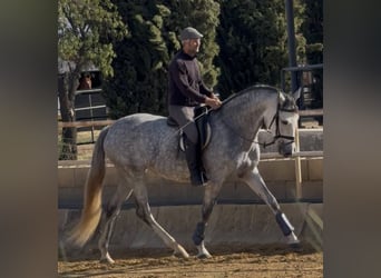 PRE Mix, Merrie, 5 Jaar, 168 cm, Schimmel