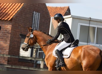 PRE, Merrie, 5 Jaar, 171 cm, Bruin