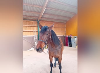 PRE, Merrie, 5 Jaar, 172 cm, Bruin