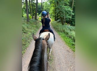 PRE Mix, Merrie, 5 Jaar, 172 cm, Bruin