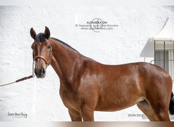 PRE Mix, Merrie, 5 Jaar, 177 cm, Bruin