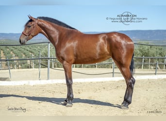 PRE Mix, Merrie, 5 Jaar, 177 cm, Bruin