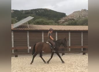 PRE, Merrie, 5 Jaar, Bruin