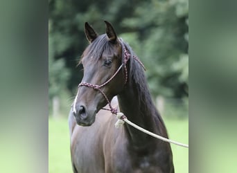 PRE, Merrie, 5 Jaar, Bruin