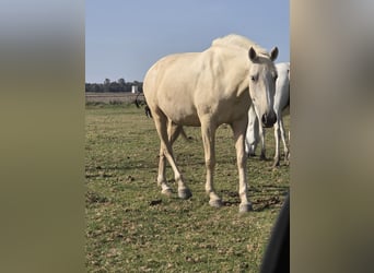 PRE, Merrie, 5 Jaar, Palomino
