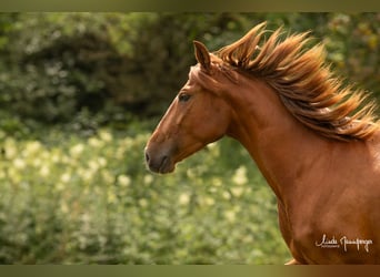 PRE, Merrie, 6 Jaar, 151 cm, Vos