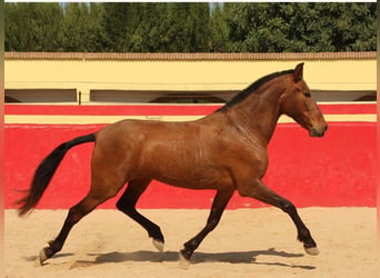 PRE, Merrie, 6 Jaar, 154 cm, Bruin