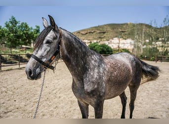 PRE Mix, Merrie, 6 Jaar, 155 cm, Schimmel
