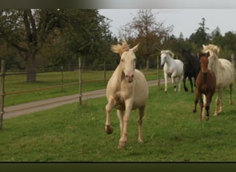 PRE Mix, Merrie, 6 Jaar, 156 cm, Perlino