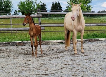 PRE Mix, Merrie, 6 Jaar, 156 cm, Perlino