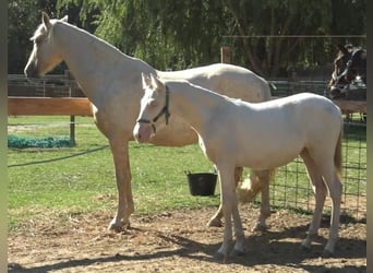 PRE Mix, Merrie, 6 Jaar, 157 cm, Palomino