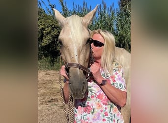 PRE Mix, Merrie, 6 Jaar, 157 cm, Palomino