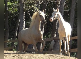 PRE Mix, Merrie, 6 Jaar, 157 cm, Palomino