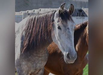 PRE, Merrie, 6 Jaar, 158 cm, Brown Falb schimmel