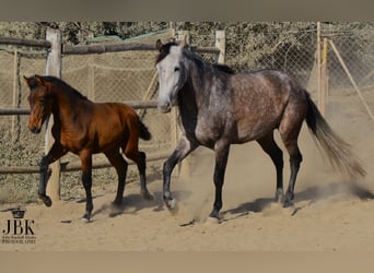 PRE, Merrie, 6 Jaar, 158 cm, Brown Falb schimmel