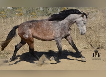 PRE, Merrie, 6 Jaar, 158 cm, Brown Falb schimmel