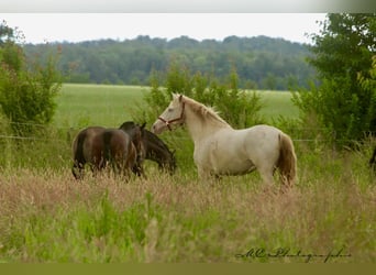 PRE, Merrie, 6 Jaar, 158 cm, Pearl