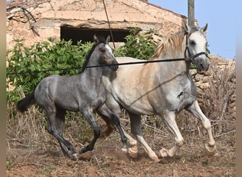 PRE Mix, Merrie, 6 Jaar, 158 cm, Schimmel