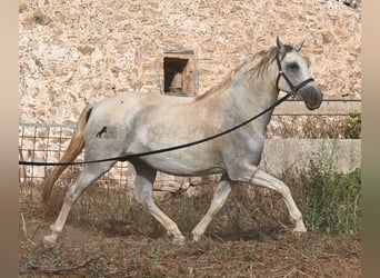 PRE Mix, Merrie, 6 Jaar, 158 cm, Schimmel