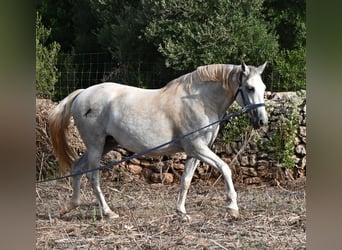 PRE Mix, Merrie, 6 Jaar, 158 cm, Schimmel