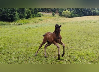 PRE Mix, Merrie, 6 Jaar, 158 cm, Zwart