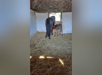 PRE, Merrie, 6 Jaar, 158 cm, Zwart