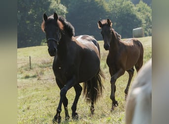 PRE Mix, Merrie, 6 Jaar, 158 cm, Zwart