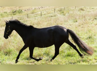 PRE Mix, Merrie, 6 Jaar, 158 cm, Zwart