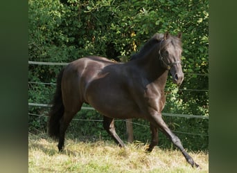 PRE Mix, Merrie, 6 Jaar, 158 cm, Zwart